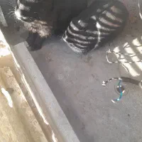 ۳ عدد خرگوش