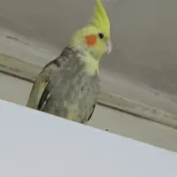 عروس هلندی