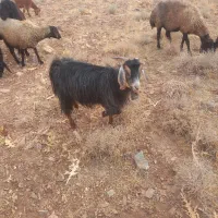 بز جوان