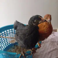 جوجه دو ماهه