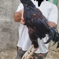 خروس لاری