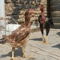 لاری|حیوانات مزرعه|کرج, آق تپه|دیوار