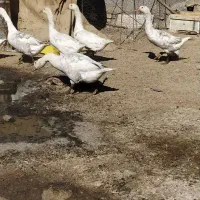 ۶عدد غازسفید خاکستری|حیوانات مزرعه|هامون, |دیوار