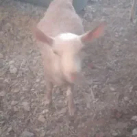 میش لاکن|حیوانات مزرعه|فردوس (خراسان), |دیوار