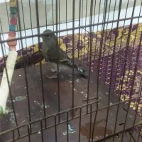 قناری. سهره. سهره قناری|پرنده|سبزوار, قصبه غربی|دیوار