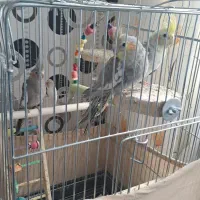 فروش عروس و مرغ عشق|پرنده|تفرش, |دیوار