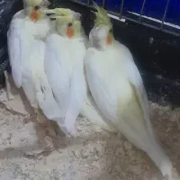 جوجه سرلاکی لوتینو زعفرانی
