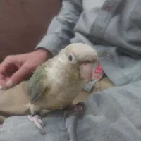 سلام گرینچیک پاین اپل نر دستی|پرنده|قوچان, |دیوار