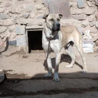 سگ عراقی ۱۸ ماهه|سگ|تبریز, |دیوار