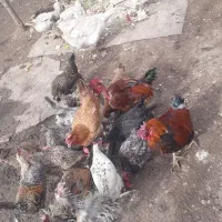 تخم مرغ نطفه دار