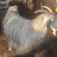 بز سرمایه جوان ومیش سرمایه جوان|حیوانات مزرعه|مرودشت, ده بید|دیوار