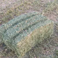 یونجه درجه یک