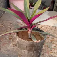 گل و گلدان|گل و گیاه طبیعی|اهواز, کوی صادقیه|دیوار