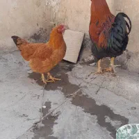 خروس و مرغ
