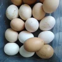 تخم مرغ و مرغ