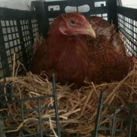 تعدادی مرغ وخروس وجوجه لاری نجات افغان|حیوانات مزرعه|قائمشهر, |دیوار