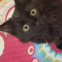 گربه پرشین|گربه|کرمان, |دیوار