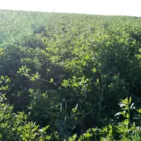 فروش بذر یونجه رنجر باراندمان بالا|خدمات باغبانی و درختکاری|شیراز, حومه شیراز|دیوار