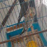 عروس هلندی با قفس و تشکیلات