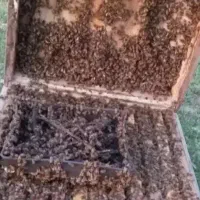 افزایش جمعیت و ملکه زنبور عسل (مطالعه فرمایید )