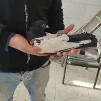 کبوتر سینه سیاه نر