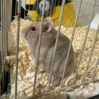 همستر با تمام وسیله ها