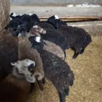 بره نر و ماده|حیوانات مزرعه|آبگرم, |دیوار