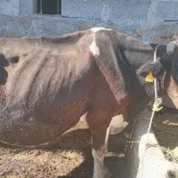 گاو گوشتی