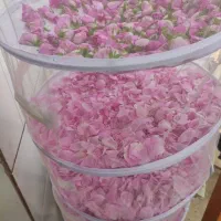 توری میوه و سبزی خشک کن