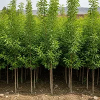 نهال بادام تضمینی، باردهی عـالی از سال اول