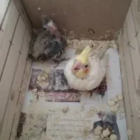 عروس گمشده