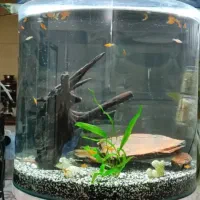 آکواریوم شیشه خم