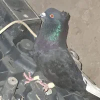 کبوتردر ویس