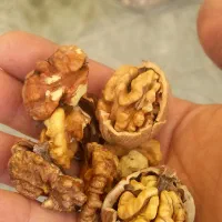 گردو تویسرکان