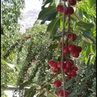 روستای جاده چالوس کندر ۴۲۶ متر معاوضه