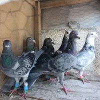 کفتر. رنگه . سینه سیاه. آلمانی