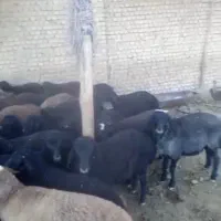 160 راس میش بره دار