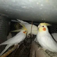 عروس هلندی لوتینیو|پرنده|میناب, |دیوار