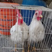 فروش دوعدد خروس سفید