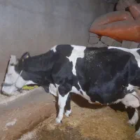 ماده گاو هلشتاین بزمیش قوچ|حیوانات مزرعه|بیستون, |دیوار