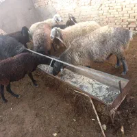 3راس قوچ3راس میش و1راس بزغاله نر1راس  بره