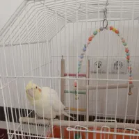 عروس هلندی لوتینو|پرنده|نجفآباد, شهرک بهاران|دیوار