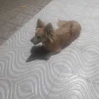 سگ پامر|سگ|پاکدشت, حصار امیر|دیوار