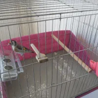 سهره درشت و تازه صاف|پرنده|بیجار, |دیوار