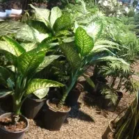 گل گیاه هدیه گلخانه روزمادر گلدان گلدون آپارتمانی|گل و گیاه طبیعی|مشهد, شهید بهشتی|دیوار