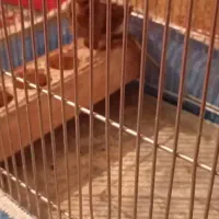 قناری نر خرامه|پرنده|شیراز, کاراندیش|دیوار