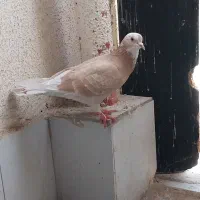 کفتر