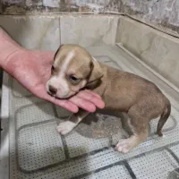 واگذاری سگ پیت بول