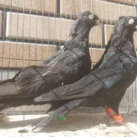 جفت کبوتر زاغ آبادانی واکسی