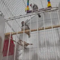 فنچ و قفس|پرنده|مشهد, خواجه ربیع|دیوار